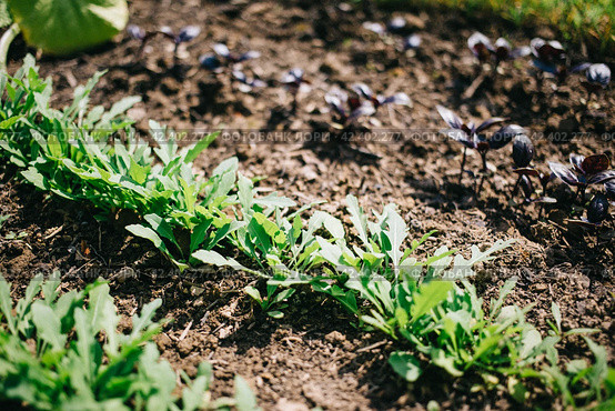 Young sprouts of Basil and arugula in the garden, growing spices. Organic leaf vegetable gardening. Стоковое фото, фотограф Александра Баранова / Фотобанк Лори