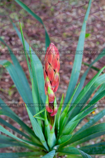 Yucca palm flower buds. Ornamental plants for the garden. Стоковое фото, фотограф Коханова Наталья / Фотобанк Лори