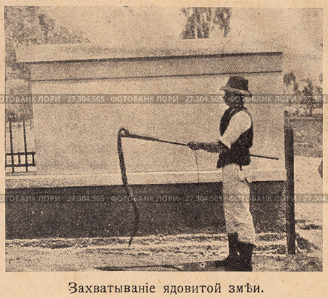 Захватывание ядовитой змеи. Питомник для ядовитых змей в Сан-Паулу. Бразилия. Иллюстрация из журнала "Природа и люди", 1915 года. Стоковая иллюстрация, иллюстратор Макаров Алексей / Фотобанк Лори