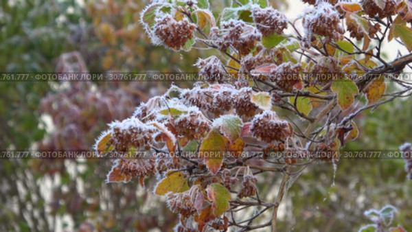 Замерзшая ветка Пузыреплодника калинолистного (Physocarpus opulifolius) в октябрьский заморозок. Стоковое видео, видеограф Виктор Карасев / Фотобанк Лори