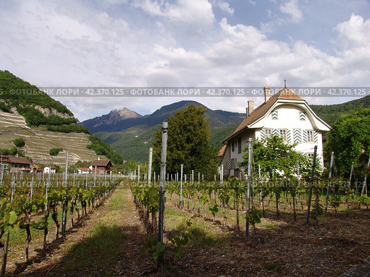 Замок Шато д'Эгль в кантоне Во, Швейцария. Виноградники (2009 год). Стоковое фото, фотограф Ерохин Дмитрий Викторович / Фотобанк Лори