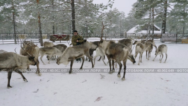 Западная Сибирь, оленевод ханты кормит северных оленей в загоне. Western Siberia, reindeer herder of the Khanty people feeds reindeer in a pen. Стоковое видео, видеограф Евгений Романов / Фотобанк Лори