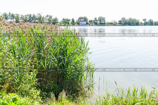 Заросли молодого тростника обыкновенного, или южного (Phragmites australis, или Phragmites communis) вперемешку с прошлогодним (2019 год). Редакционное фото, фотограф Алёшина Оксана / Фотобанк Лори