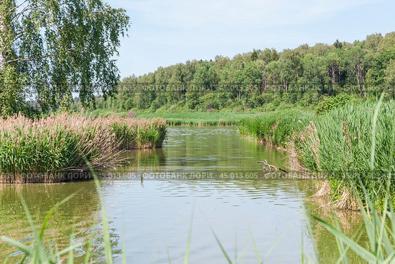 Заросли тростника обыкновенного (Phragmites australis). Подмосковье (2019 год). Стоковое фото, фотограф Алёшина Оксана / Фотобанк Лори
