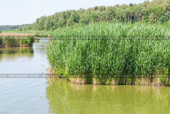 Заросли тростника обыкновенного (Phragmites australis) в подмосковье (2019 год). Стоковое фото, фотограф Алёшина Оксана / Фотобанк Лори