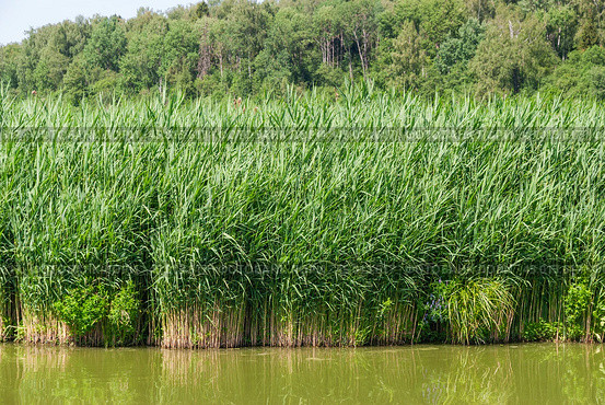 Заросли тростника обыкновенного (Phragmites australis) в подмосковье на реке Сестра (2019 год). Стоковое фото, фотограф Алёшина Оксана / Фотобанк Лори