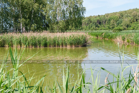 Заросшая река тростником обыкновенным (Phragmites australis) (2019 год). Стоковое фото, фотограф Алёшина Оксана / Фотобанк Лори