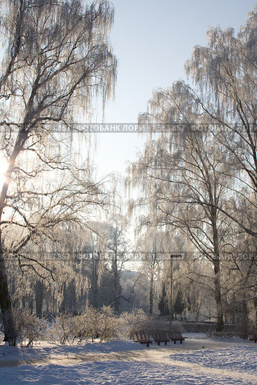 Заснеженный лес. Стоковое фото, фотограф Asja Sirova / Фотобанк Лори