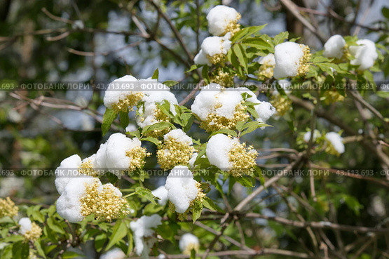Зацветающая бузина красная (лат. Sambucus racemosa) в снегу крупным планом. Снегопад в начале мая. Стоковое фото, фотограф Елена Коромыслова / Фотобанк Лори