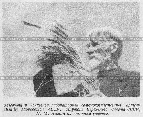 Заведующий колхозной лабораторией сельскохозяйственной артели "Вейце" Березниковского района Мордовской АССР, депутат Верховного Совета СССР П.М. Яськин на опытном участке. Стоковая иллюстрация, иллюстратор Макаров Алексей / Фотобанк Лори
