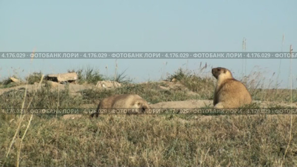 Завтрак сурка. Стоковое видео, видеограф Леонид Замыцкий / Фотобанк Лори