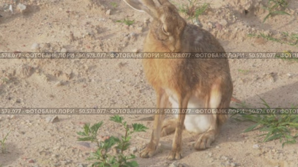 Заяц-русак (Lepus europaeus) летом. Стоковое видео, видеограф Дмитрий Якубович / Фотобанк Лори