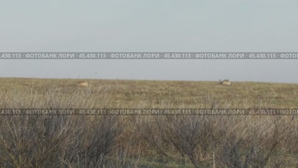 Заяц-русак на поле Lepus europaeus. Стоковое видео, видеограф Александр Мамонтов / Фотобанк Лори