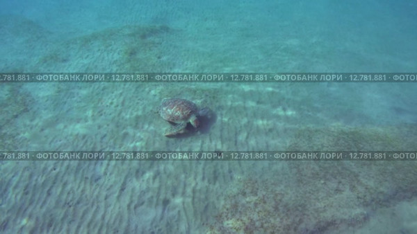 Зелёная морская черепаха или суповая черепаха (Chelonia mydas) Красное море, Марса-эль-Алам, бухта Абу-Дабаб, Египет. Стоковое видео, видеограф Некрасов Андрей / Фотобанк Лори