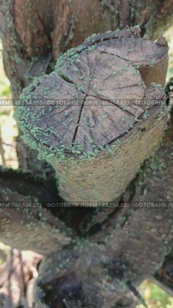 Зеленая тля на дереве. Стоковое видео, видеограф Анна Рогалева / Фотобанк Лори