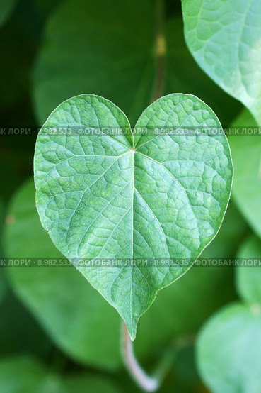 Зеленый лист. Ипомея, сорт Леди Гамильтон (Ipomoea) Стоковое фото, фотограф Щеголева Ольга / Фотобанк Лори