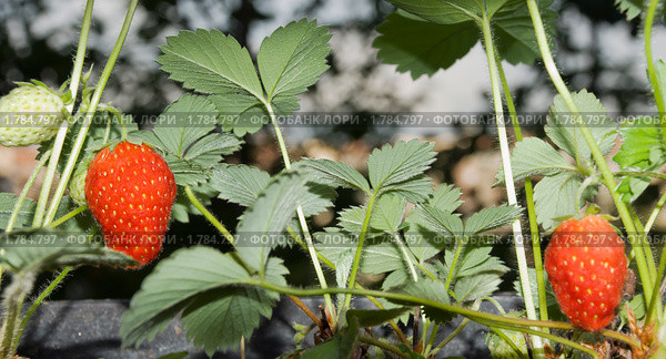 Земляника (клубника) Fragaria ananassa "Ostara" Стоковое фото, фотограф Александр Щепин / Фотобанк Лори