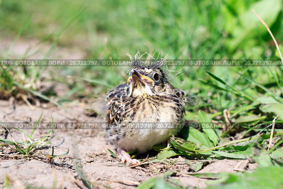 Жаворонок полевой. Skylark (Alauda arvensis). Стоковое фото, фотограф Василий Вишневский / Фотобанк Лори