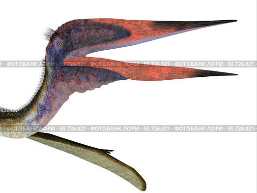 Zhejiangopterus pterosaur head, close-up. Стоковое фото, фотограф Corey Ford/Stocktrek Images / ТАСС / Фотобанк Лори