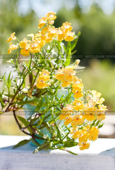 Желтая немезия (Nemesia strumosa) Стоковое фото, фотограф Papoyan Irina / Фотобанк Лори