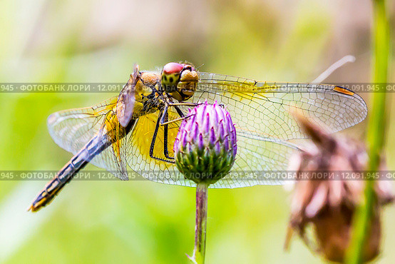 Желтая Стрекоза (Sympetrum flaveolum) на цветке. Стоковое фото, фотограф Евгений Мухортов / Фотобанк Лори