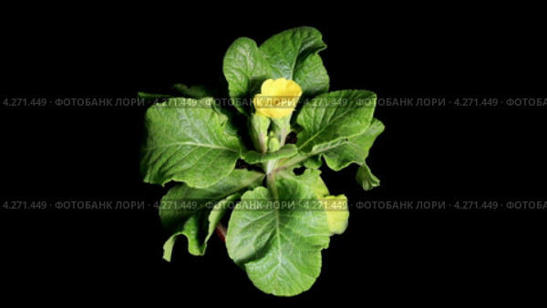 Желтая цветущая примула (Primula) Стоковое видео, видеограф Артем Поваров / Фотобанк Лори