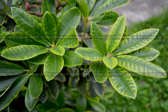 Желтизна на листьях рододендрона (Rhododendron L.). Неинфекционный хлороз. Стоковое фото, фотограф Ирина Борсученко / Фотобанк Лори