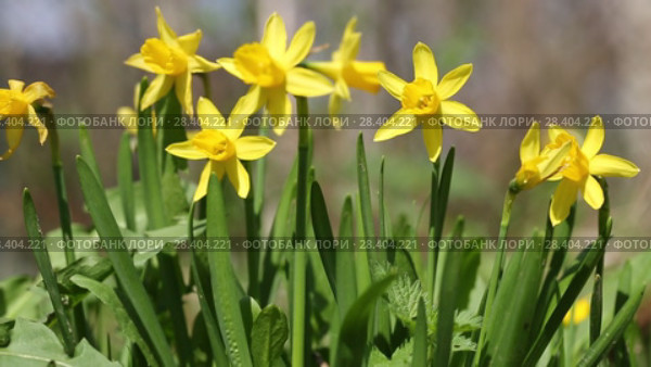 Желтые нарциссы Yellow daffodils (Narcissus poeticus) Стоковое видео, видеограф Ольга Сейфутдинова / Фотобанк Лори