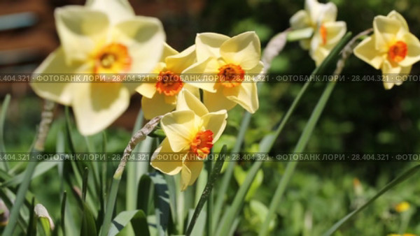Желтые нарциссы Yellow daffodils (Narcissus poeticus) Стоковое видео, видеограф Ольга Сейфутдинова / Фотобанк Лори