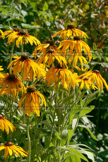 Желтые цветы рудбекии в саду (лат. Rudbeckia) Стоковое фото, фотограф Щеголева Ольга / Фотобанк Лори