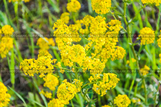 Желтые цветы сурепки обыкновенной (Barbarea vulgaris) Стоковое фото, фотограф Алёшина Оксана / Фотобанк Лори