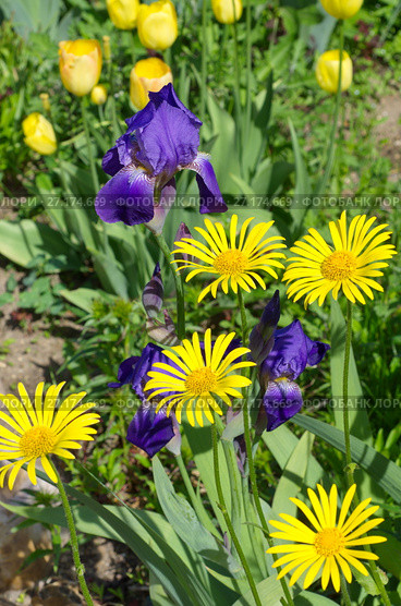Желтый дороникум (лат. Doronicum) и фиолетовые бородатые ирисы (лат. Iris barbatus) в саду. Стоковое фото, фотограф Елена Коромыслова / Фотобанк Лори
