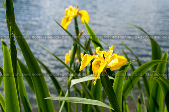 Желтый ирис  (Iris pseudacorus) Стоковое фото, фотограф Татьяна Кахилл / Фотобанк Лори
