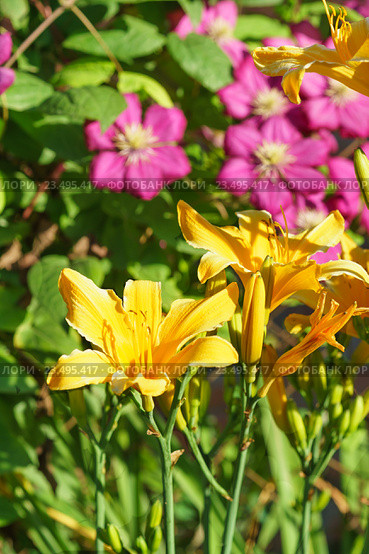 Желтый лилейник (лат. Hemerocallis) сорт "Иверия" на фоне клематиса сорт Виль де Лион (Clematis Ville de Lyon) Стоковое фото, фотограф Наталья Гармашева / Фотобанк Лори