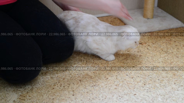 Женщина гладит недовольную белую кошку шотландской породы. Стоковое видео, видеограф Володина Ольга / Фотобанк Лори