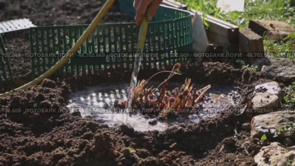 Женщина поливает пересаженные пионы из садового шланга. Стоковое видео, видеограф Краснова Ирина / Фотобанк Лори