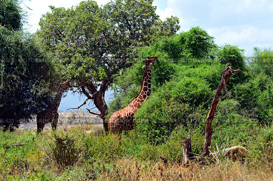 Жираф в национальном парке Samburu в Кении (2014 год). Стоковое фото, фотограф Эдуард Кислинский / Фотобанк Лори