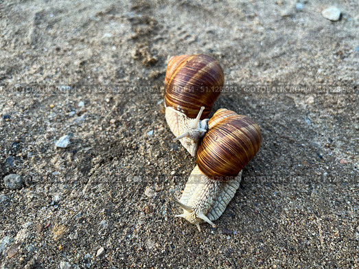 Живая природа. Две улитки на земле. Wildlife. Two snails on the ground. Стоковое фото, фотограф Александр Рыбалка / Фотобанк Лори