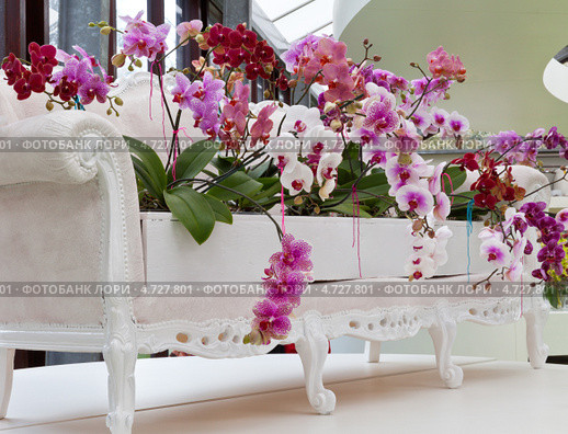 Живописная копозиция из орхидей (лат. Orchidаceae) в оранжерее парка Кёкенхоф, Голландия (2013 год). Редакционное фото, фотограф Виктория Катьянова / Фотобанк Лори