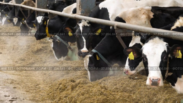 Животноводческая ферма зимой, коровник. Коровы едят сено. Cattle breeding farm in winter, сowshed. Cows eat hay. (2022 год). Редакционное видео, видеограф Евгений Романов / Фотобанк Лори
