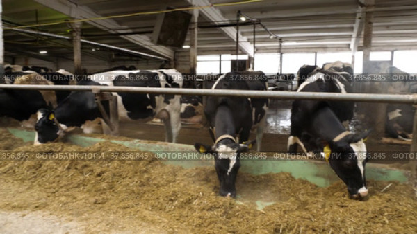 Животноводческая ферма зимой, коровник. Коровы едят сено. Cattle breeding farm in winter, сowshed. Cows eat hay. Стоковое видео, видеограф Евгений Романов / Фотобанк Лори