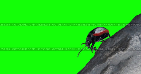Жук листоед. Стоковое видео, видеограф Bilialov Eldar / Фотобанк Лори