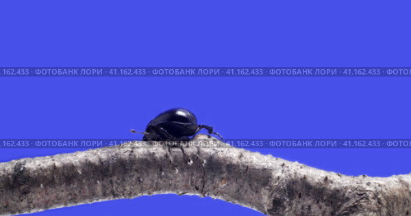 Жук скарабей  на хромакее. Стоковое видео, видеограф Bilialov Eldar / Фотобанк Лори