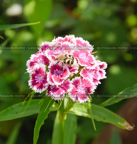 Жук восковик перевязанный (Trichius fasciatus) на цветке турецкой гвоздики (Dianthus barbatus) Стоковое фото, фотограф Алёшина Оксана / Фотобанк Лори