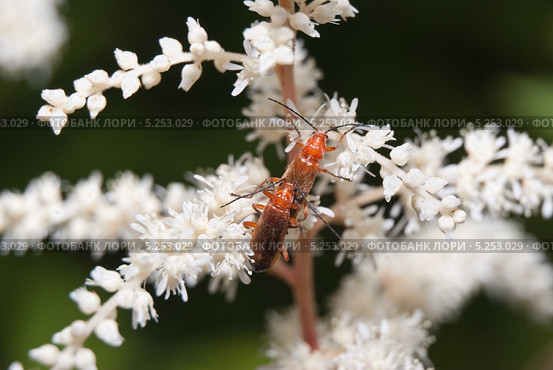 Жуки мягкотелки рыжие (Rhagonycha fulva) на астильбе (Astilbe) Стоковое фото, фотограф Алёшина Оксана / Фотобанк Лори