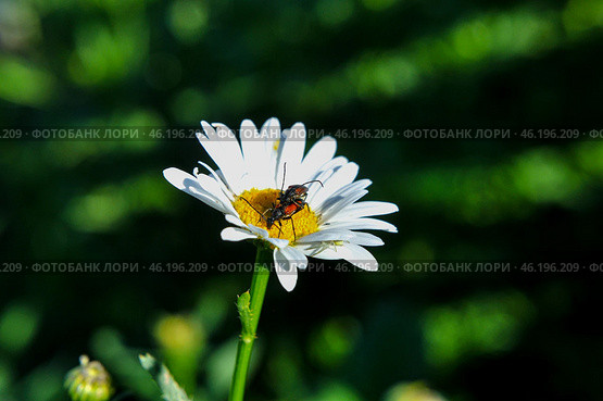 Жуки- усачики Чернозадая лептура (Stenurella melanura) на ромашке. Стоковое фото, фотограф Александр Тараканов / Фотобанк Лори
