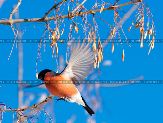 Зимний гость. Снегирь, Pyrrhula pyrrhula, Bullfinch. Стоковое фото, фотограф Василий Вишневский / Фотобанк Лори