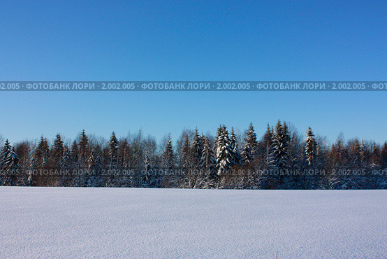 Зимний лес (2009 год). Редакционное фото, фотограф Дарья Фролова / Фотобанк Лори