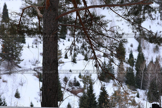 Зимний лес с хвойными деревьями в горах Алматы. Стоковое фото, фотограф Евгений Митрофанов / Фотобанк Лори