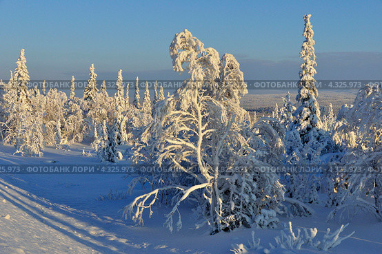 Зимний лес в инее. Стоковое фото, фотограф MerSavets / Фотобанк Лори